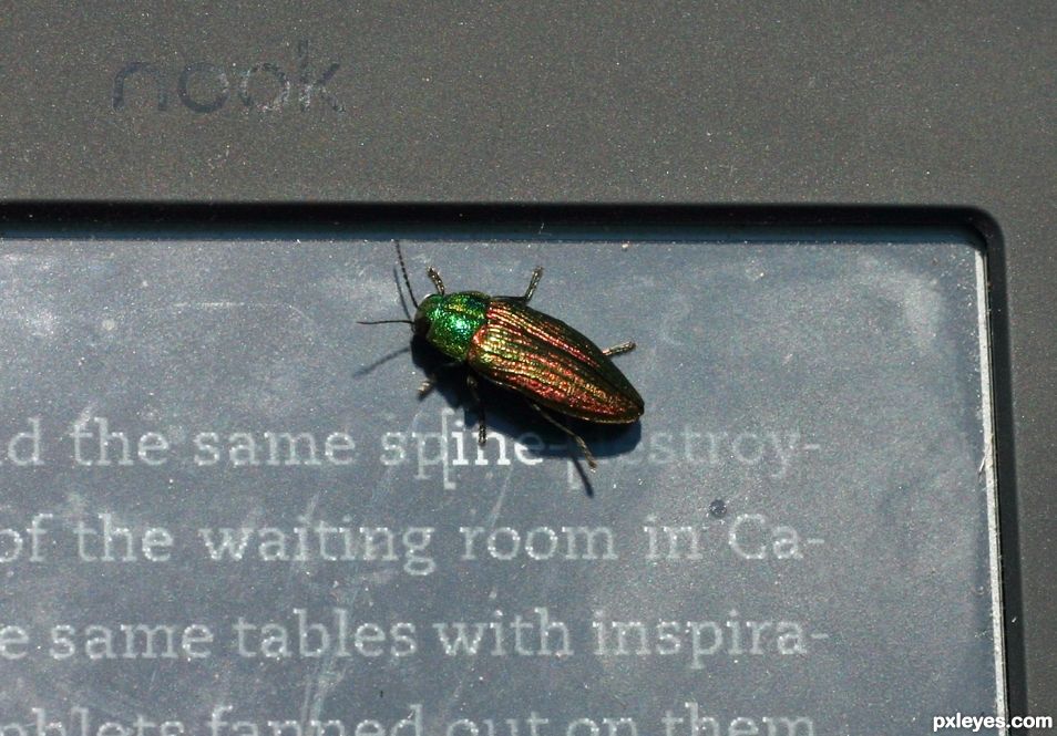 Literate beetle
