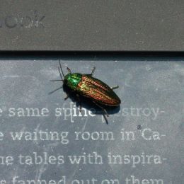 Literatebeetle