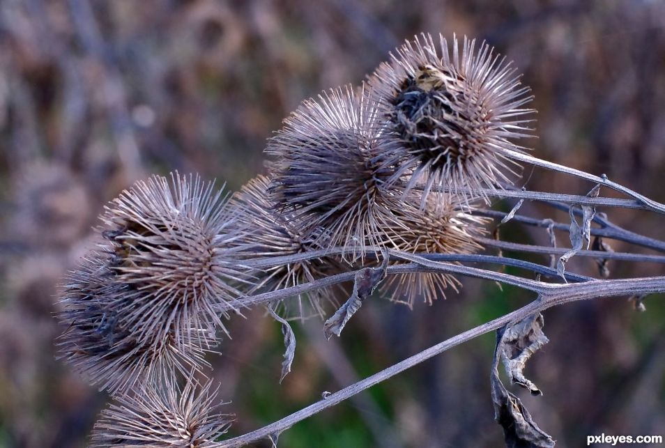 Burdocks