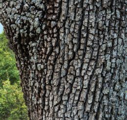 Bark