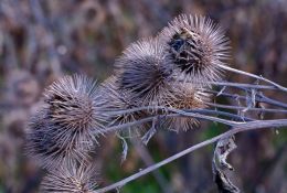 Burdocks
