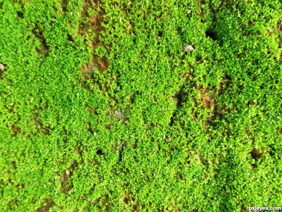 Fresh Moss