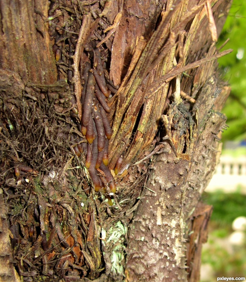 texture of tree stem