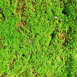 FreshMoss