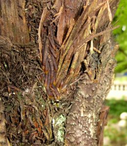 texture of tree stem