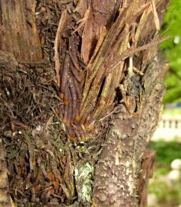 texture of tree stem