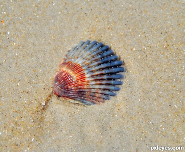 Ridged and Sandy