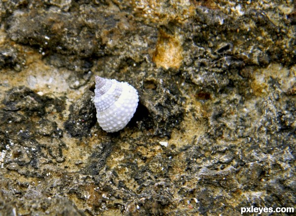 Snail on Rock