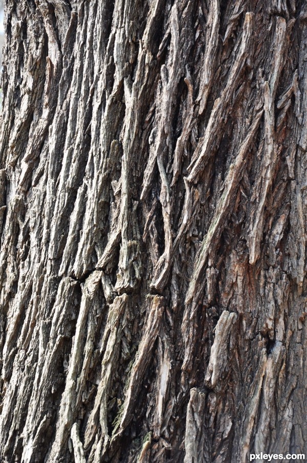 bark