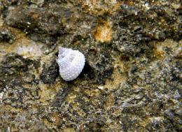 Snail on Rock