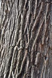 bark