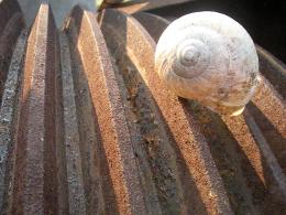 snail