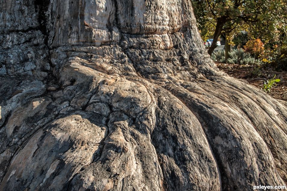 The base of a very large tree