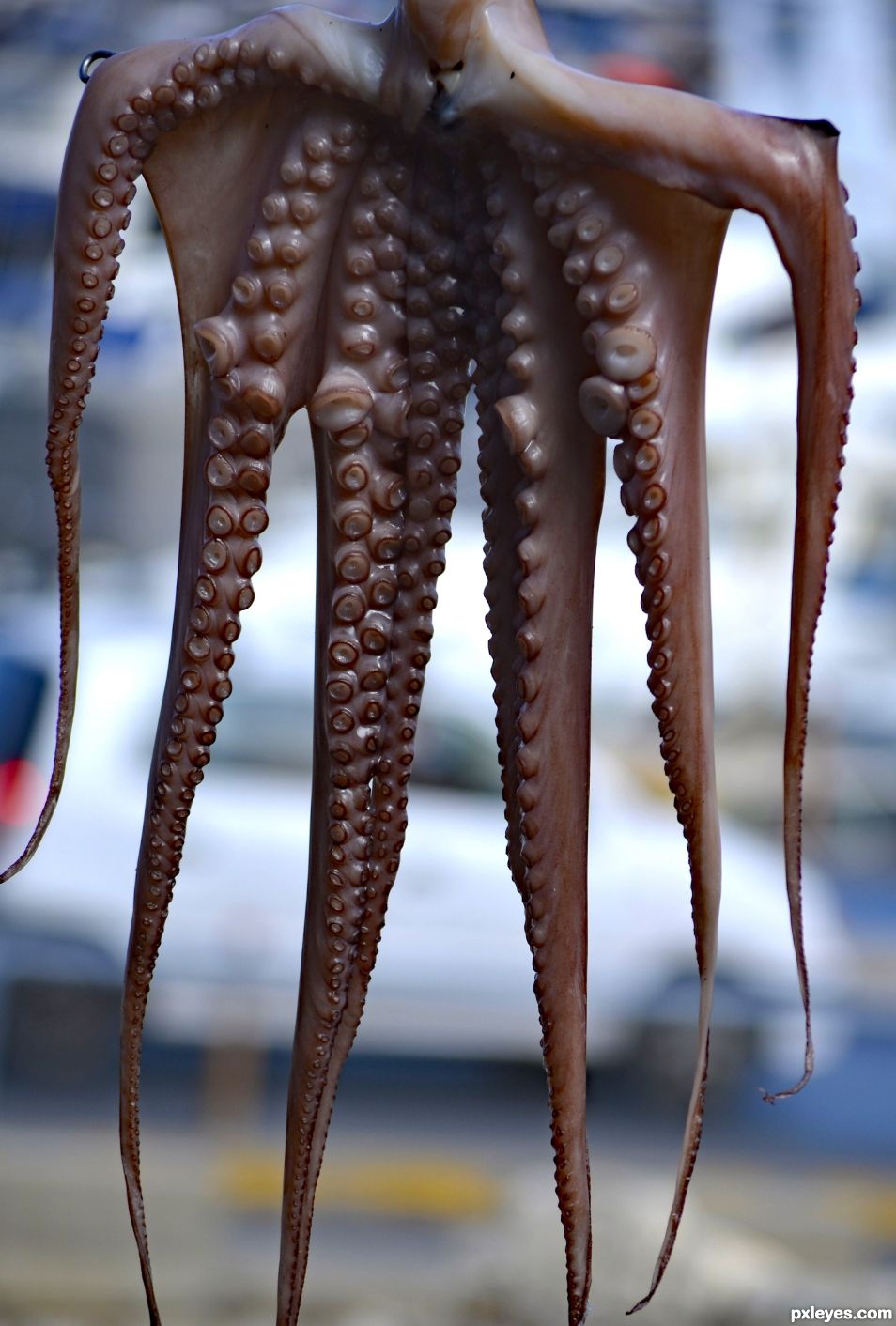 Octopus texture