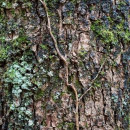 Treetrunk