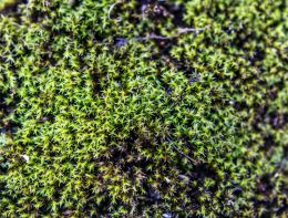 Mossy