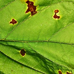 a leaf Picture