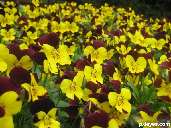 Flowers texture