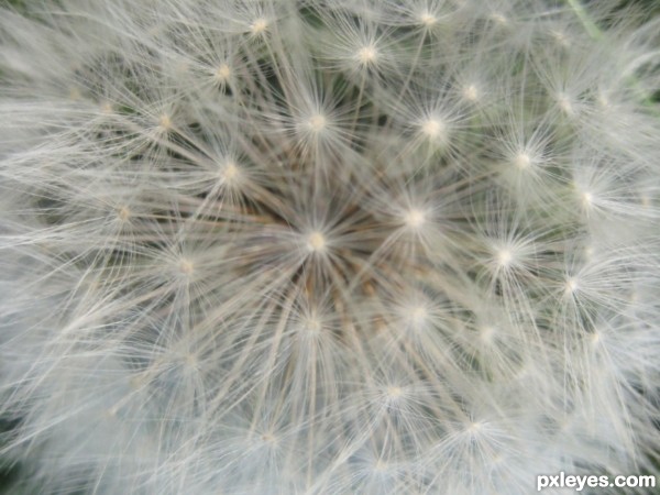 Old dandelion