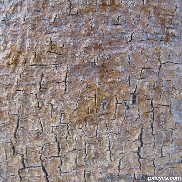 Tree Bark