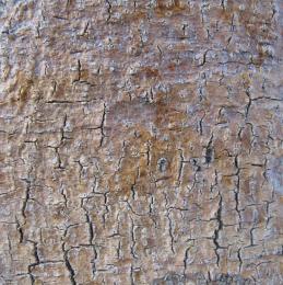 Tree Bark