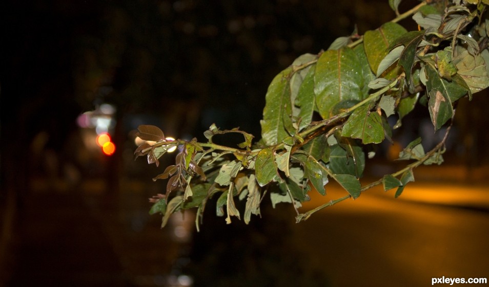 Road Side Tree