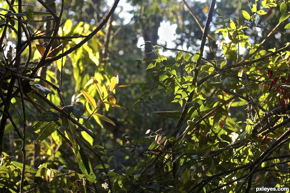 backlight leaves 