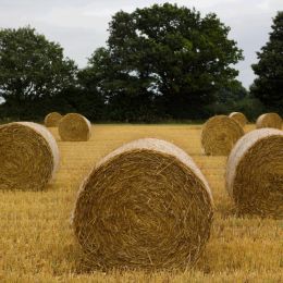 Bales