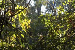 backlight leaves 