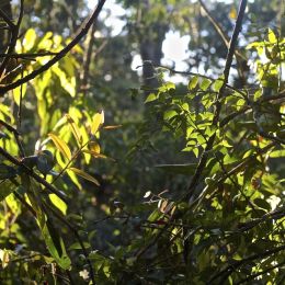 backlightleaves