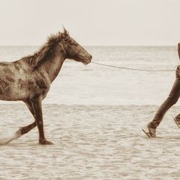 ManandHorse