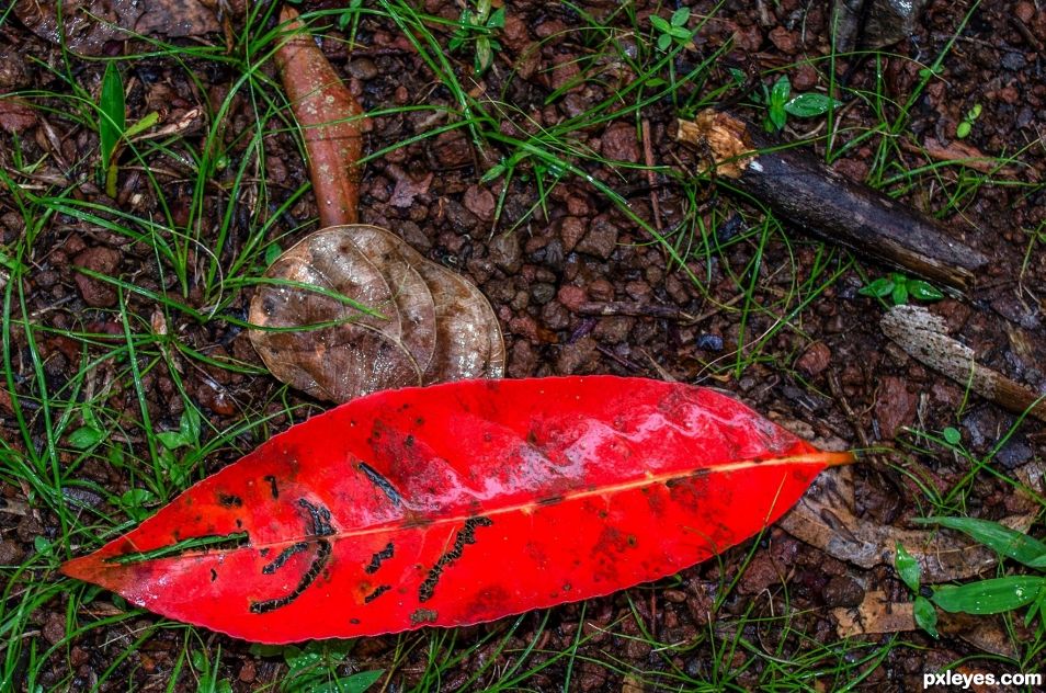 Red leaf