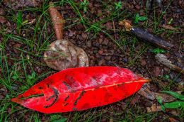 Red leaf