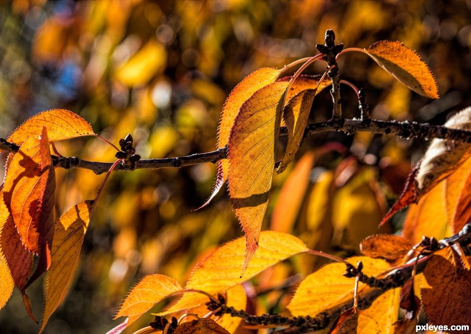 The golden colours of autumn