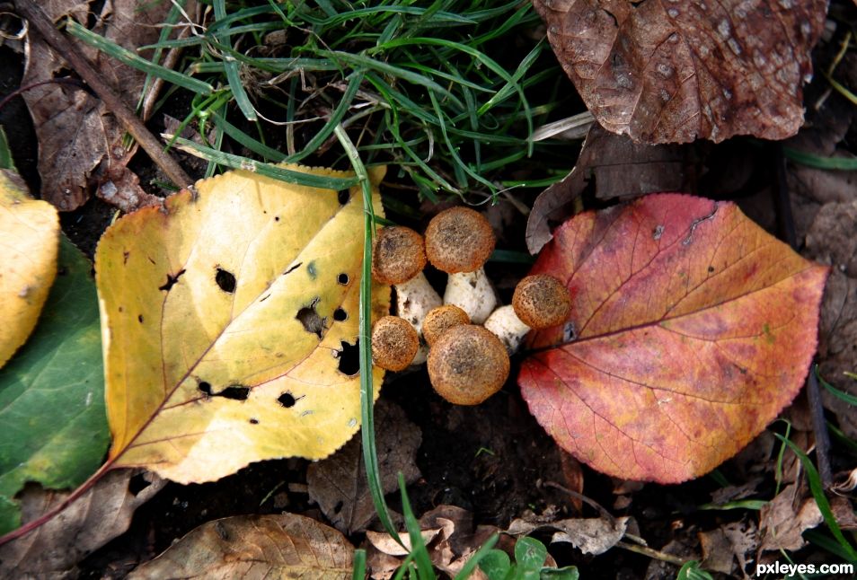 Leaves and mushrooms