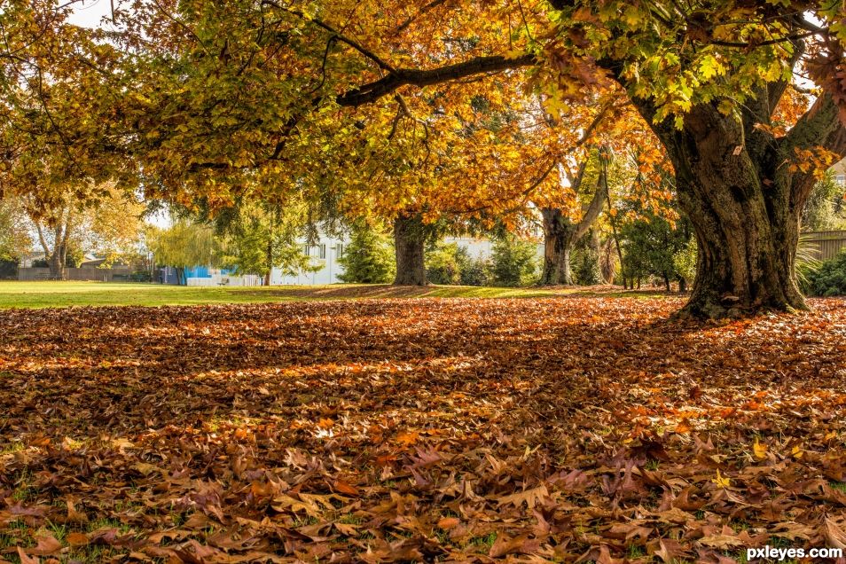 A beautiful carpet