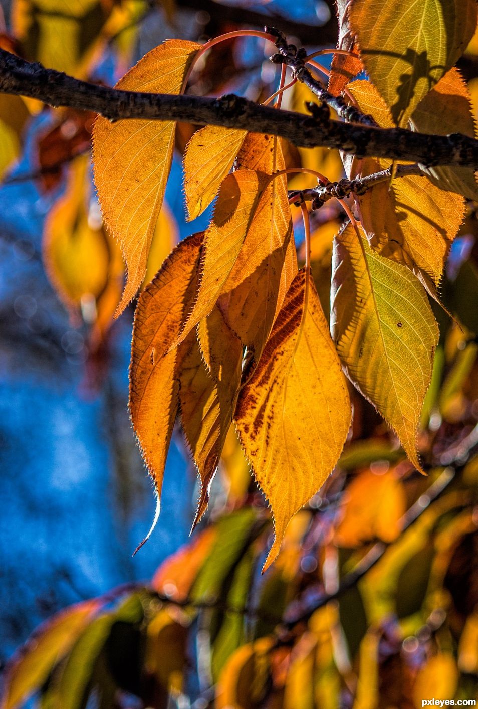 Sunny autumn day