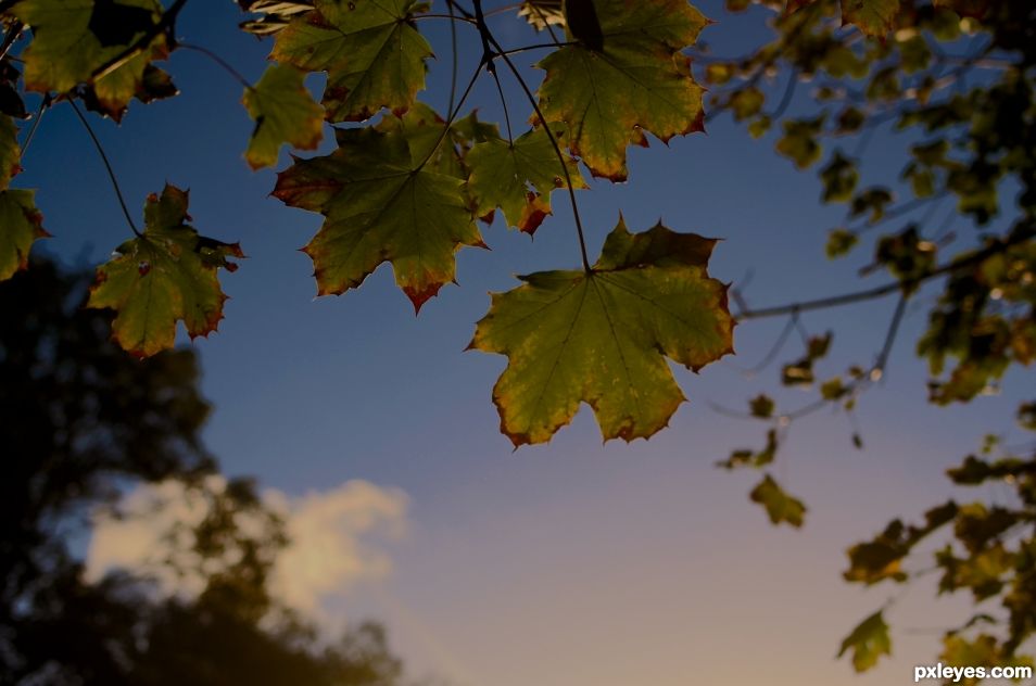 Backlit autumn leaves