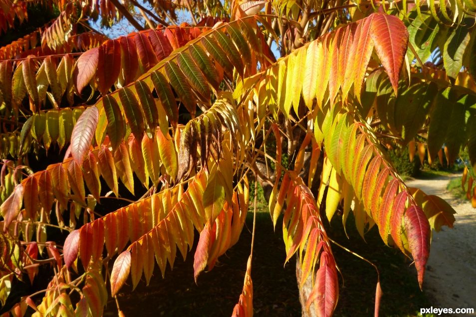 Warm autumn colors