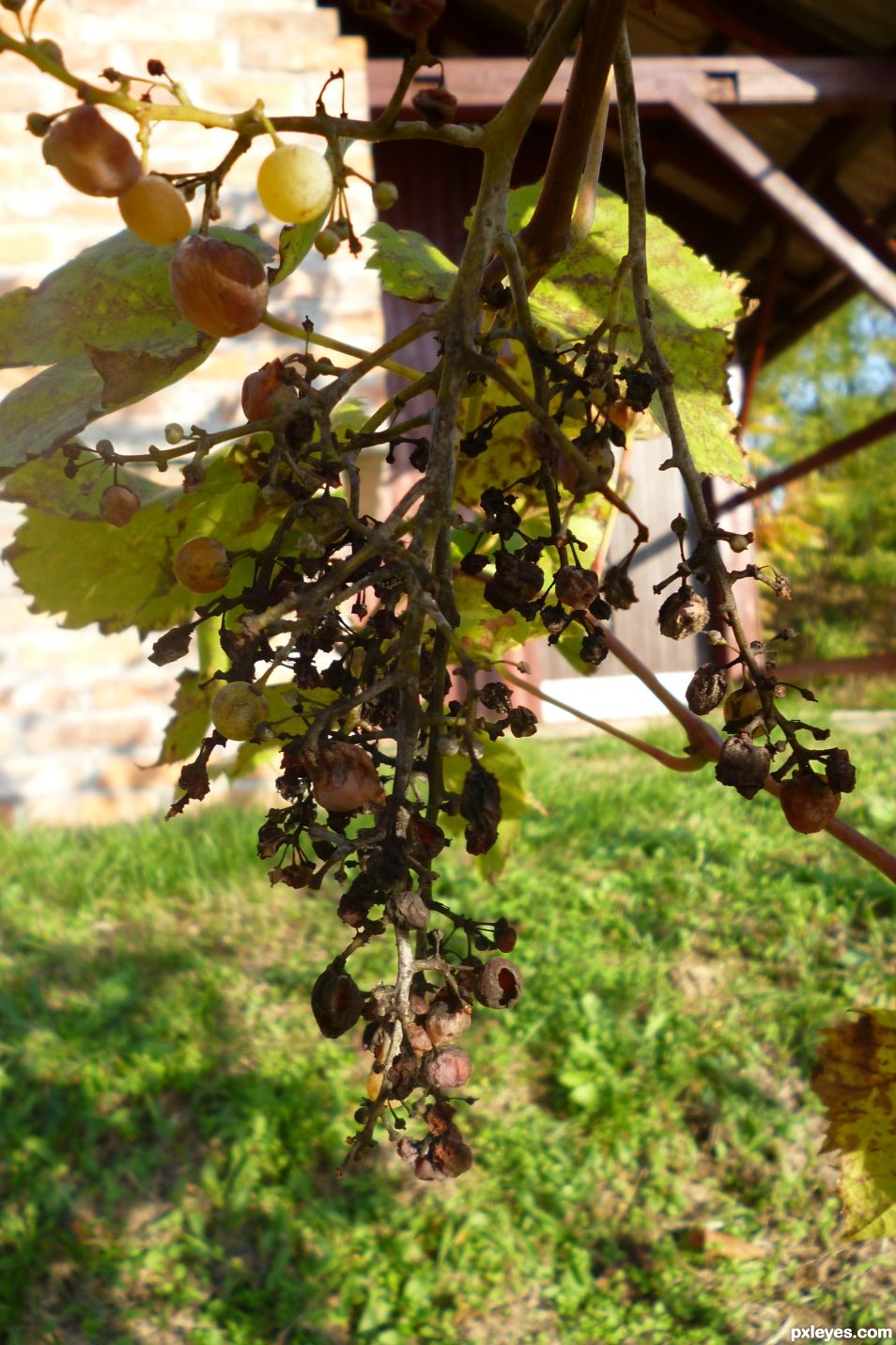 dried grapes