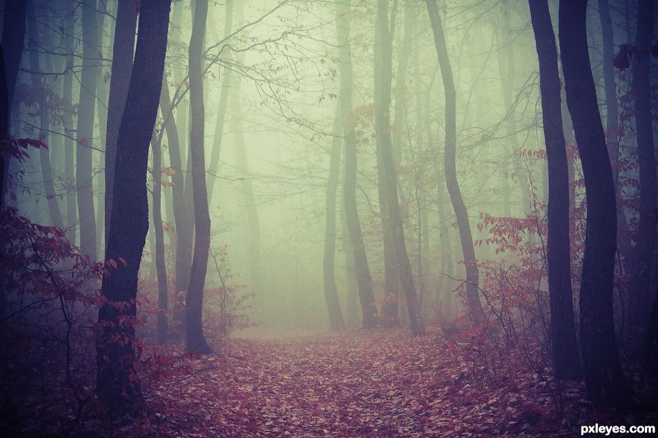 Transylvanian Forest