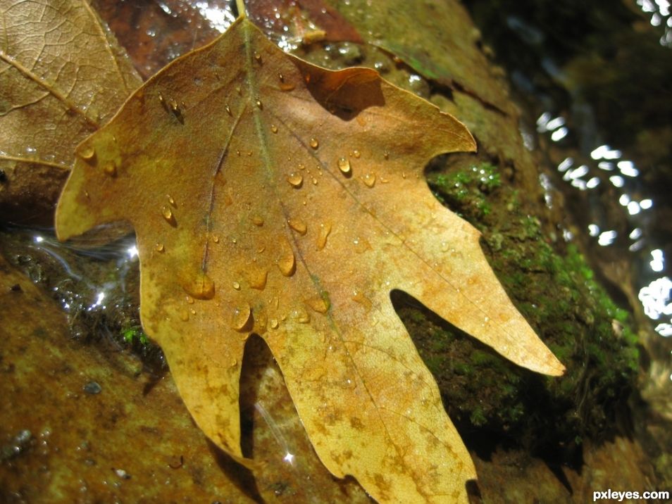 Leaf in a small creek