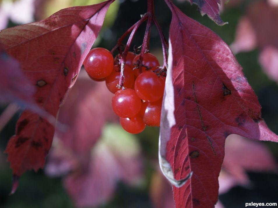 Red Berries