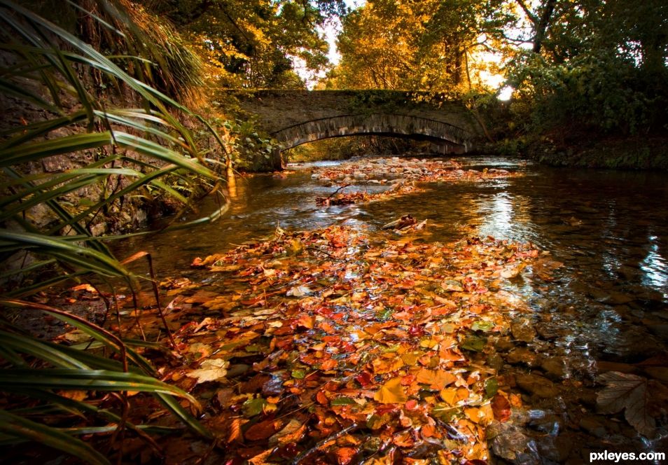 Leaves floating in the River Glass