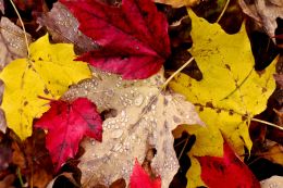 Leaf Pile