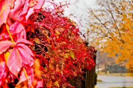 Vivid fall leaves