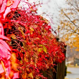 Vivid fall leaves Picture