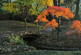 Autumn Descends