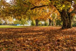 A beautiful carpet