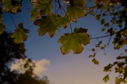 Backlit autumn leaves
